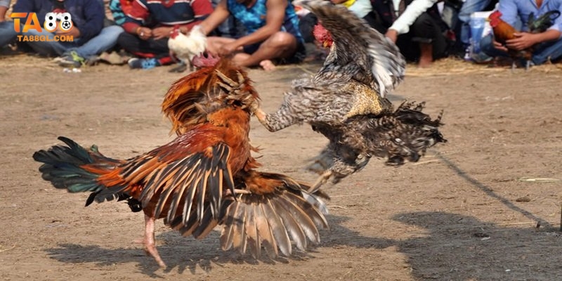 Đá gà Ta88 Chiến kê cựa sắt cực kỳ dũng mãnh